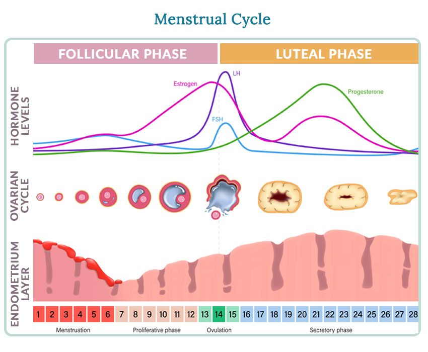 Illustration showing the the stages of the Menstrual Cycle. Source: Women's Health Network.