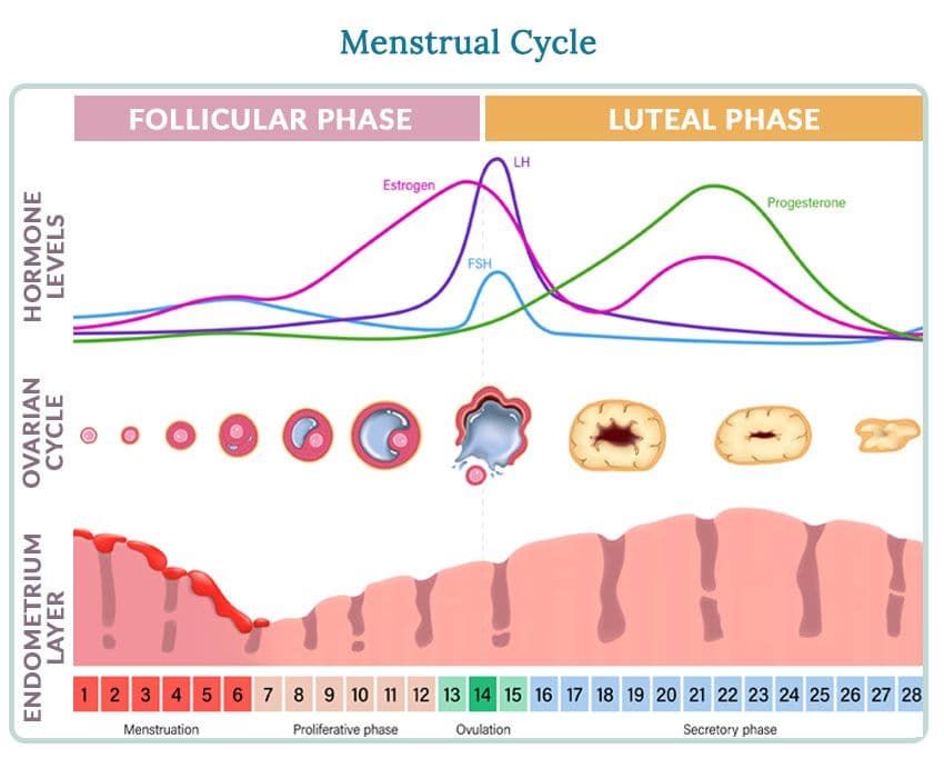 Illustration showing the the stages of the Menstrual Cycle. Source: Women's Health Network.