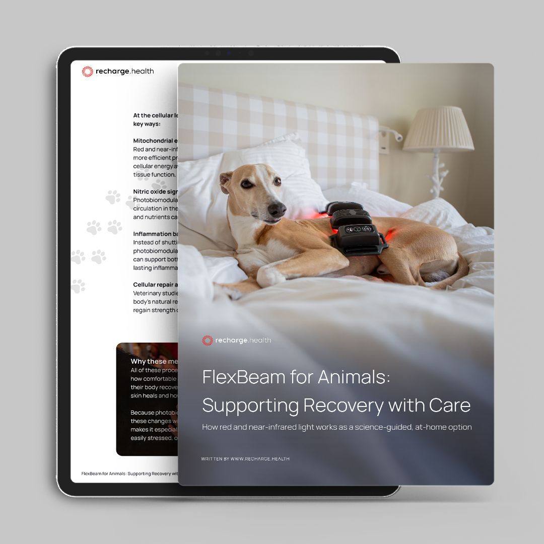 FlexBeam for Animals: Supporting Recovery with Care