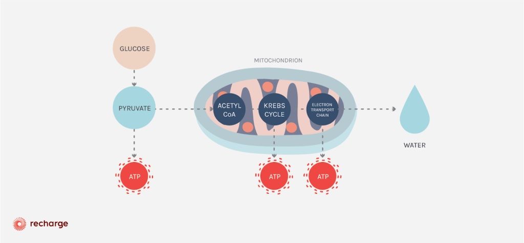 aerobic cellular respiration