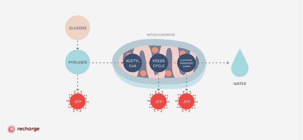 aerobic cellular respiration