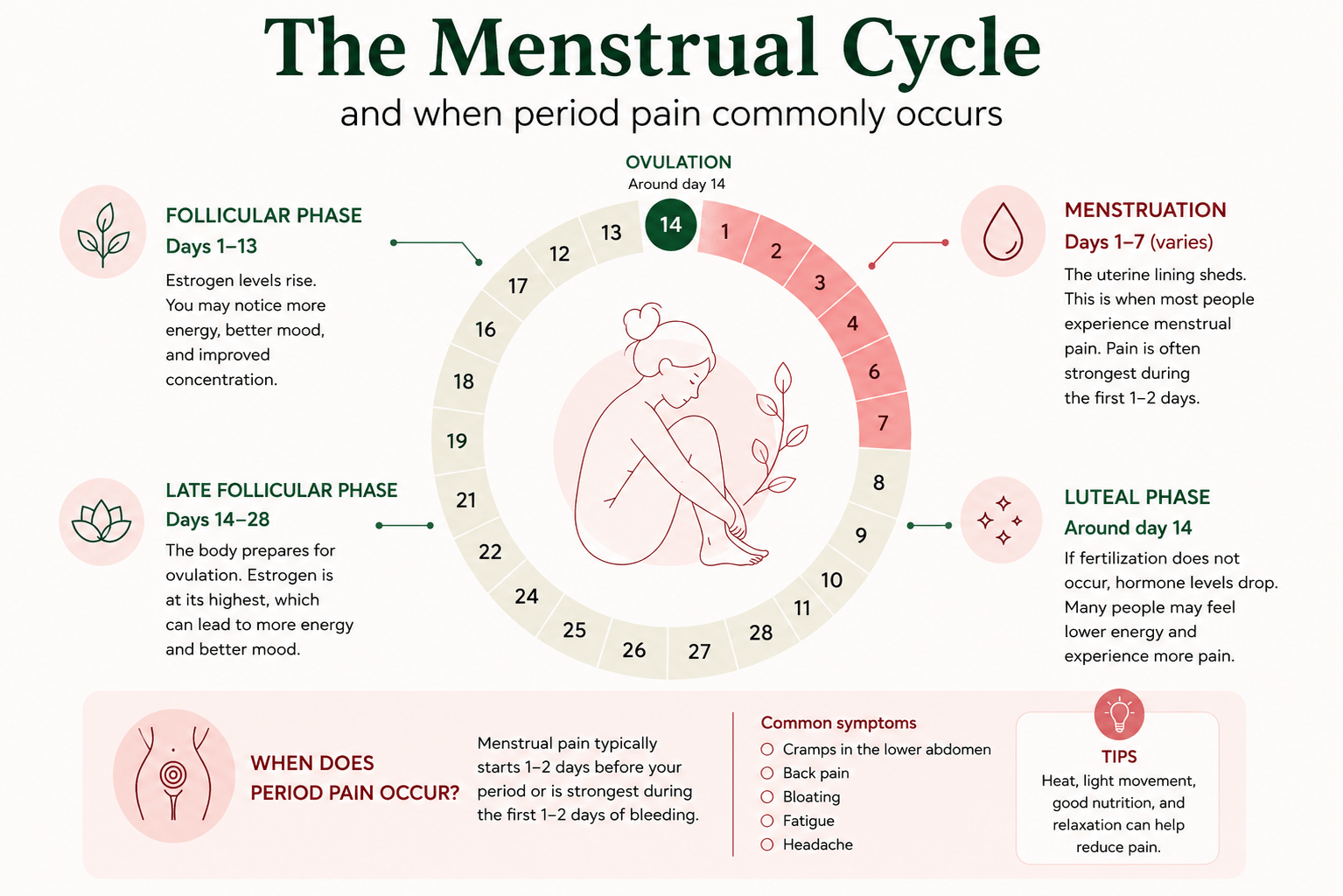 Illustration showing the the stages of the Menstrual Cycle.