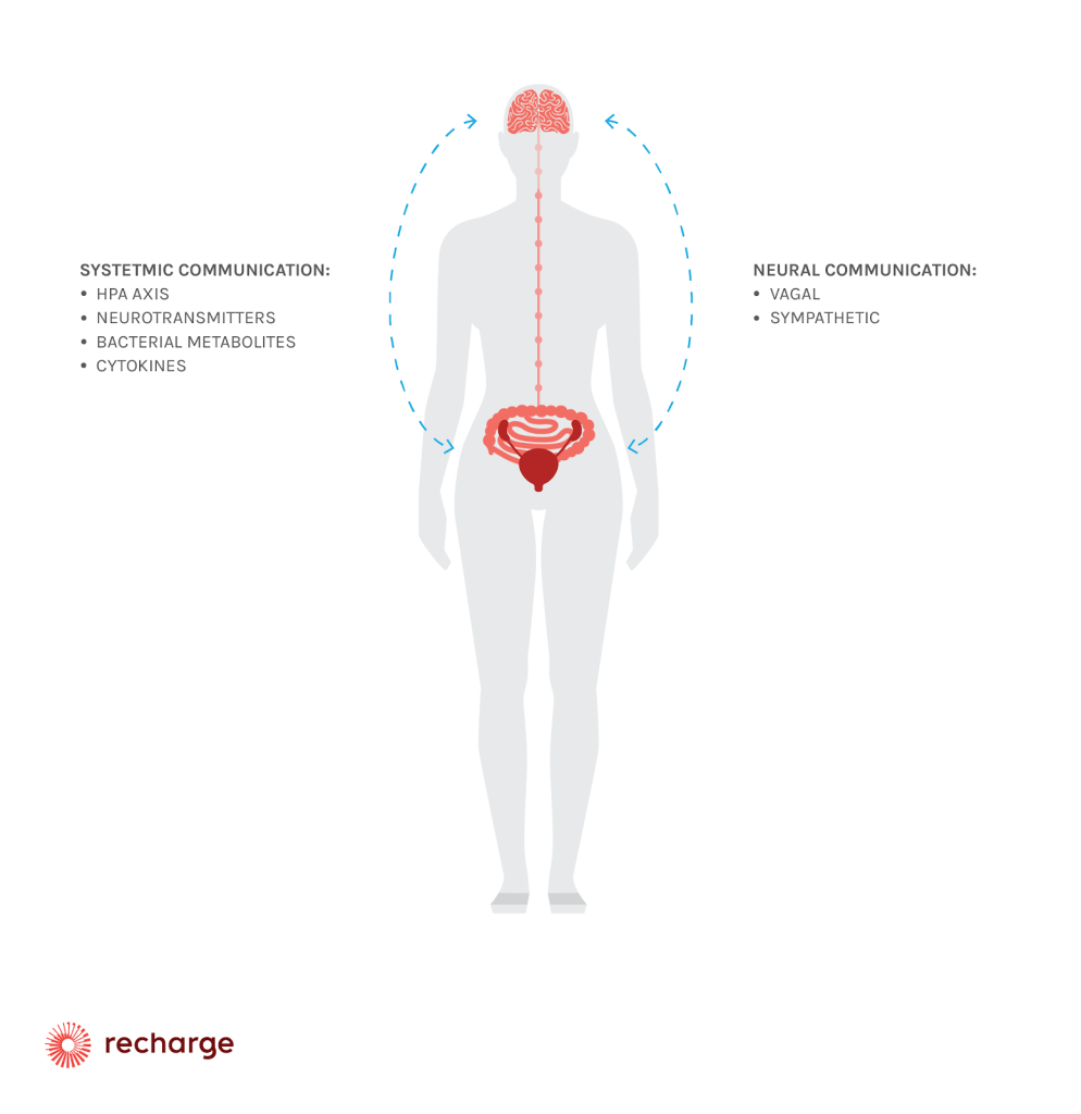 how does gut brain axis work