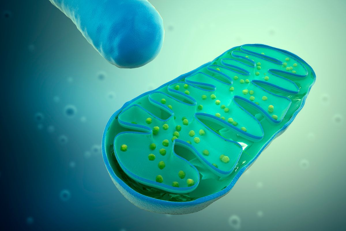 a cartoon image of a mitochondria split in half can be seen floating in a blue-green background