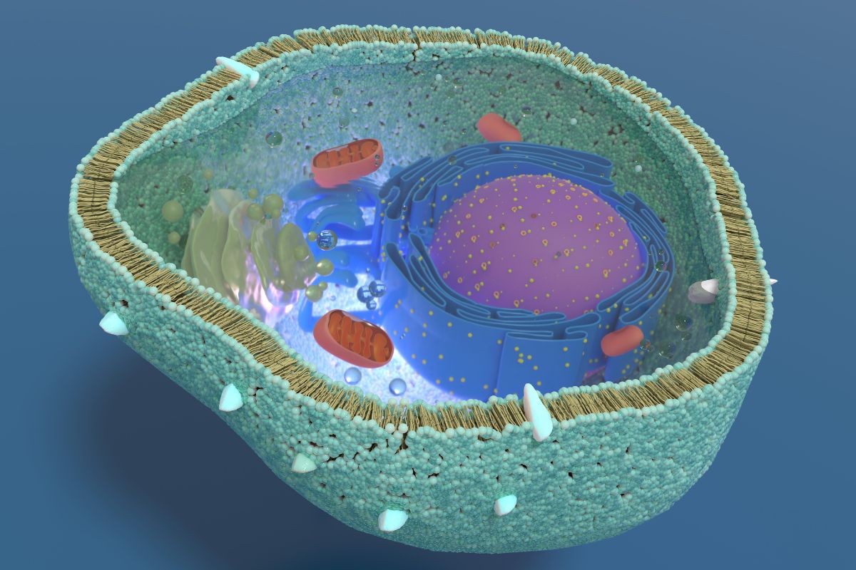 the cross section of a living cell, including organelles, plasma membrane, mitochondria, etc.