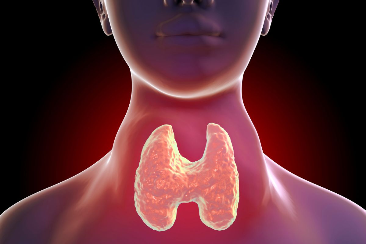 thyroid gland